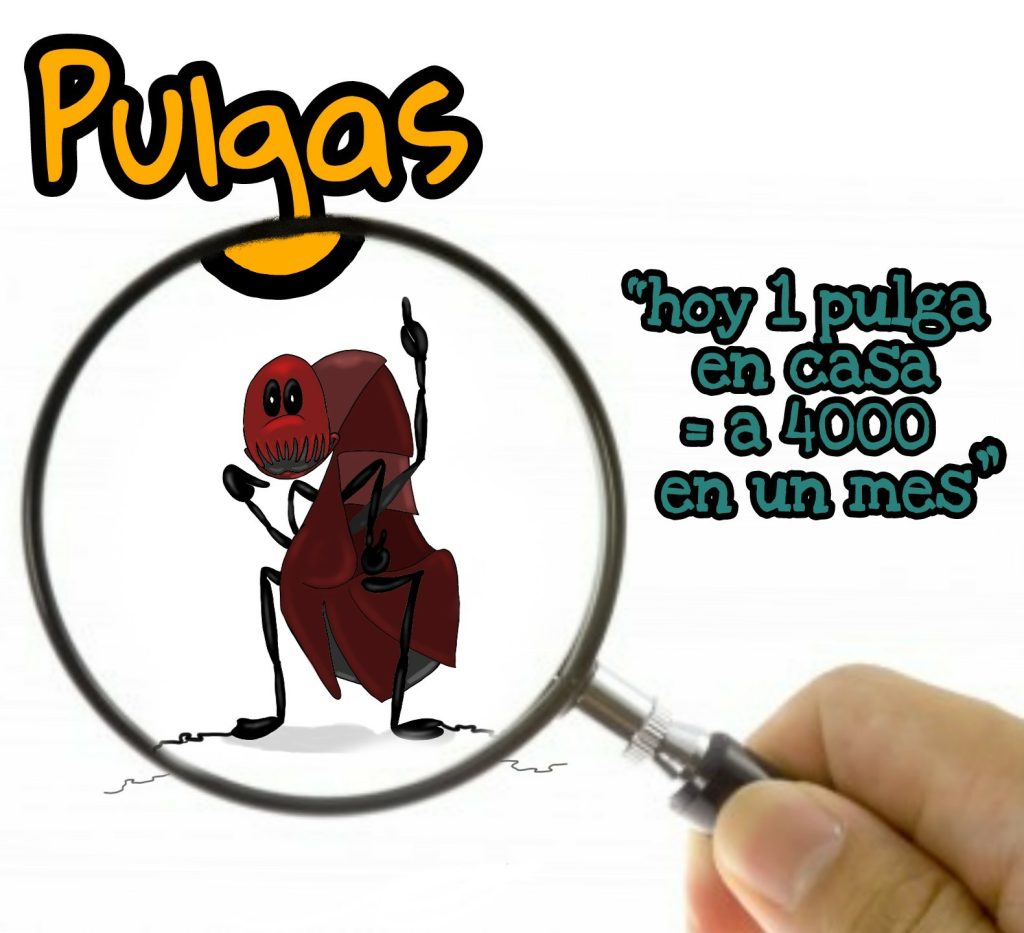 Parásitos externos: ¿garrapata o pulga?