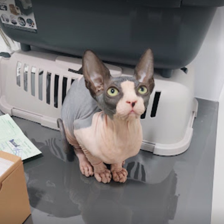 Dahmer, gato atendido en Vetnobis