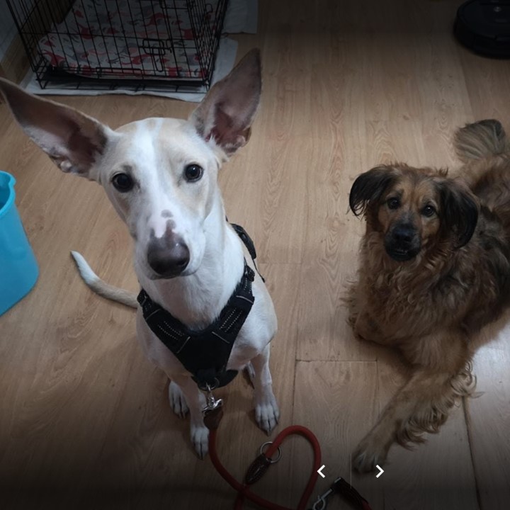 Tito y April, dos de nuestros pacientes